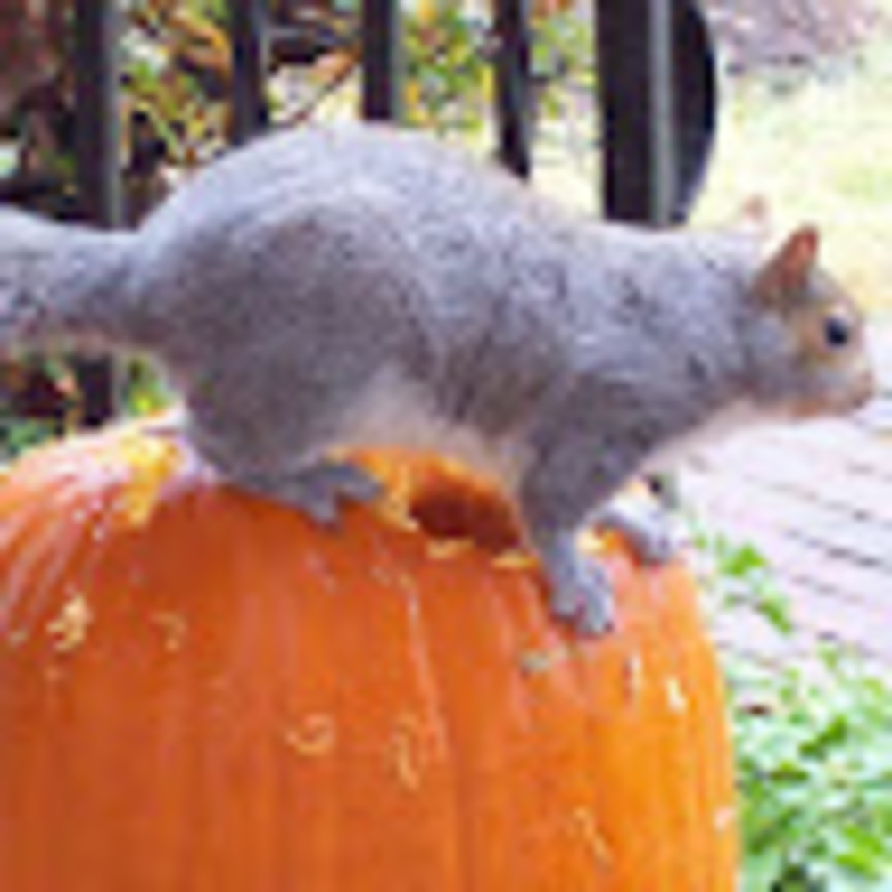 Meet your Posher, Kym